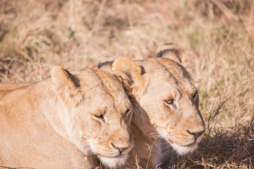 Lionesses in masai mara in kenya africa