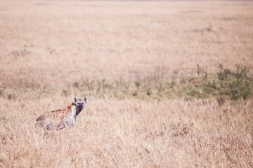 Hyena in Masai Mara in Kenya, Africa