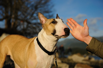 Bull Terrier dog outdoor portrait with human hand