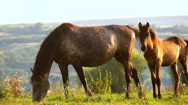 Mare and foal on pasture in summer sunset.