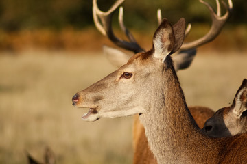 An autumnal scene shallow focus shot of two fallow deer in Richmond Park, London, England, UK