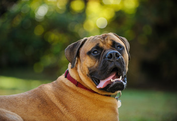 Bull Mastiff dog outdoor portrait in nature