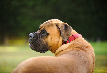 Fototapeta premium Bull Mastiff dog outdoor portrait looking over shoulder