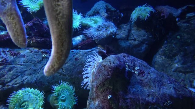 Underwater world - starfish and plants in ocean blue water