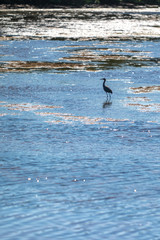 Fototapeta premium Reef Heron from JN 