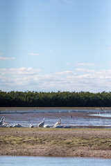 white florida pelican from J.N. 