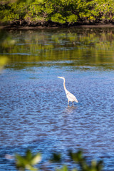 Great Egret from JN "ding" national wildlife refuge