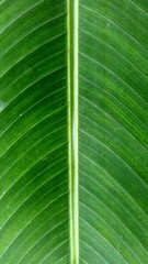banana leave texture