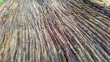 wood texture for background