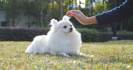 Woman caress on her dog in city park