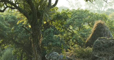 Tropical green forest with sunlight