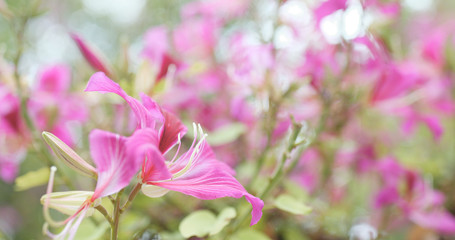 Fototapeta na wymiar Pink Bauhinia flower in garden