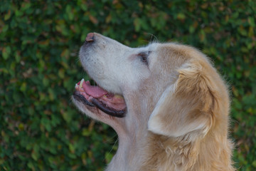 Female golden retriever dog looking up