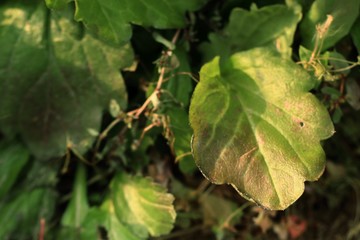 green leaves in korea