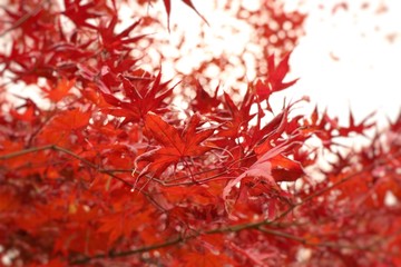 Maple leaves in spring korea