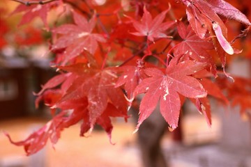 Maple leaves in spring korea