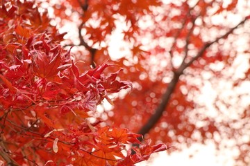 Maple leaves in spring korea