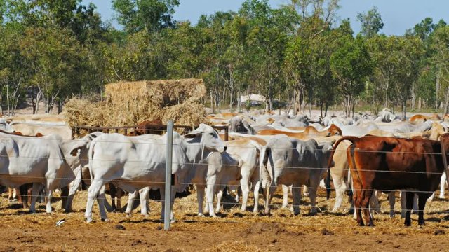 herd of australian brahman beef cattle are held at a cattle yard before being exported to indonesia or asia