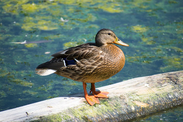 Female Mallard In Pond