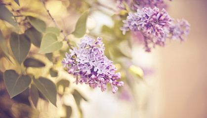 Blossoming lilac in the spring.