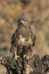 buteo buteo
