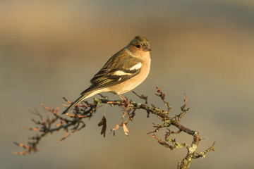 common chaffinch