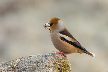 Coccothraustes coccothraustes