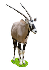 oryx on grass circle, isolated