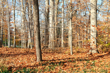 Fall Woodland Landscape - Bryn Athyn, Pennsylvania