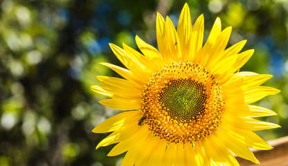 Fototapeta premium Girassol com inseto.