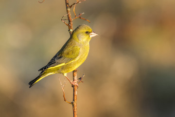 european greenfinch