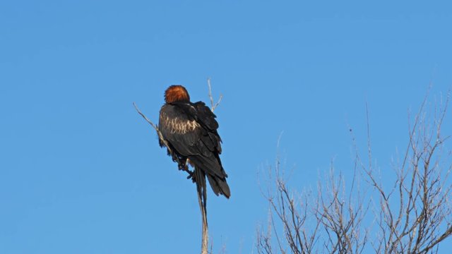 long shot of a black breasted buzzard in australia's northern territory perched in a tree