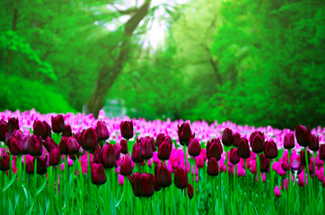 many tulips planted in the old Park on a background of forest and solar rays