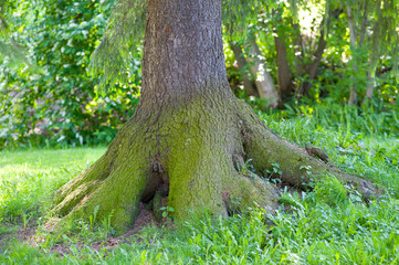 moss on tree