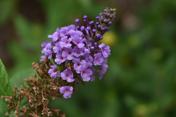 Multiple purple flowers blooming