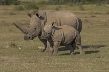 Obraz premium Rhinos
