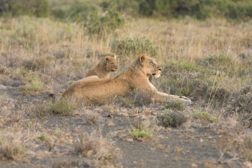 Lions in Africa