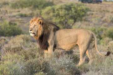 Lions in Africa