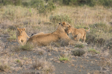 Naklejka na ściany i meble Lions in Africa
