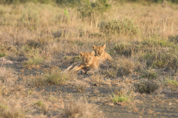 Lions in Africa