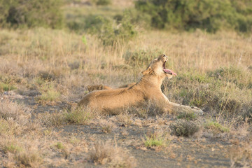 Naklejka premium Lions in Africa