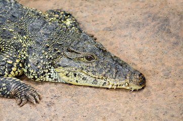 crocodile on sand