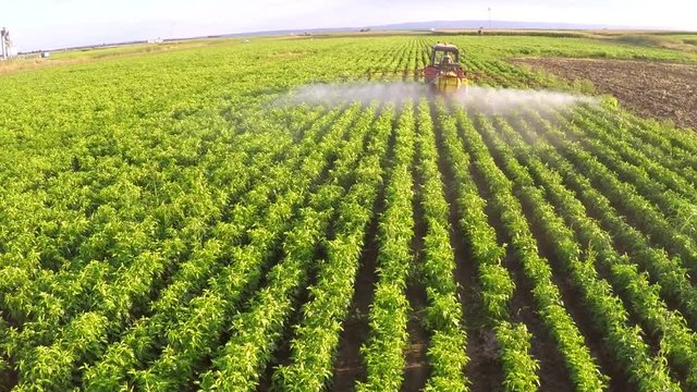 The tractor pulls machine for a spraying in a field of peppers. Aerial footage.