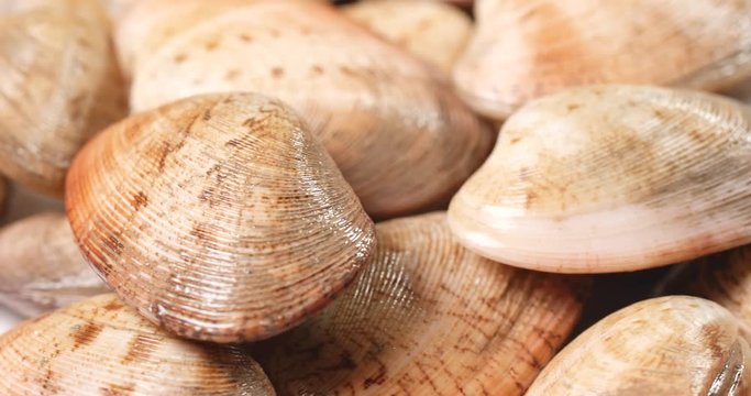 Fresh raw clam in rotation