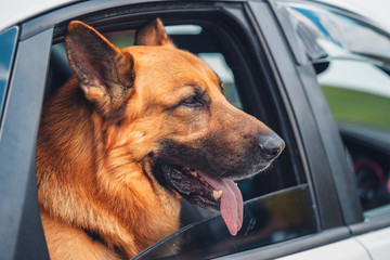 German shepherd dog with head out car window