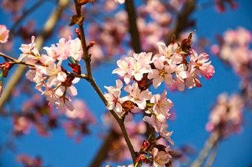 flowering branches of cherry blossoms against the blue sky - spring mood