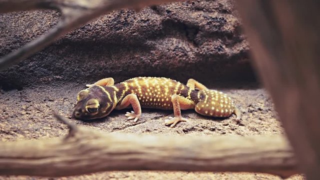 a zoom in shot of an australian gecko resting on a rock ledge