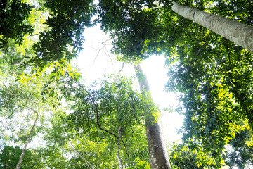 Fototapeta premium The green forrest make you feel fresh