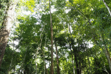 The green forrest make you feel fresh