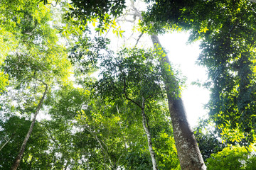 Fototapeta premium The green forrest make you feel fresh